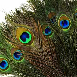 Pack of 5 Decorative Feathers-image-2