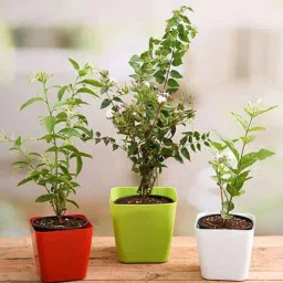 nurserylive Kunda , Raat Ki Rani , Jasminum Mogra Natural Plant-picture-19