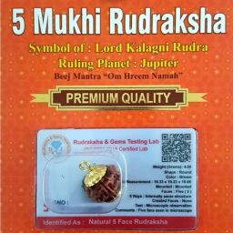 LORD SHIVA METALS Five / 5 Mukhi Mantra Siddha Nepali Rudraksha , Lab Certified Wood Pendant-image-53