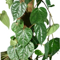 Betal Leaf Plant-image-69