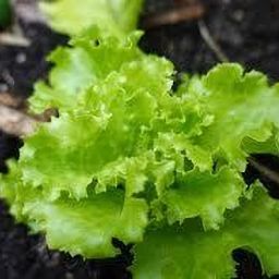 Lettuce seeds for home garden_78 Seed-image-31