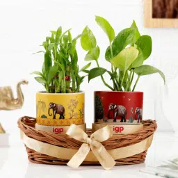 Balance Of Life- Money Plant And Bamboo Plant Combo-image-34