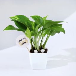 Father's Day Love You Dad Money Plant With Planter-image-77