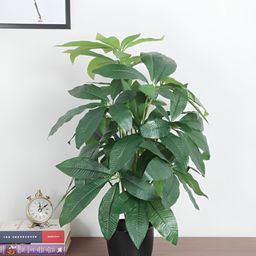 Home Bloom Green & Black Artificial Pachira Plant With Pot-16