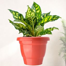 Kuber Industries 6-Pcs Red & Black Durable Planters image 2