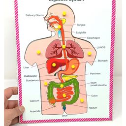 A&A Kreative Box Wooden Digestive System Puzzle-12 Pc-18