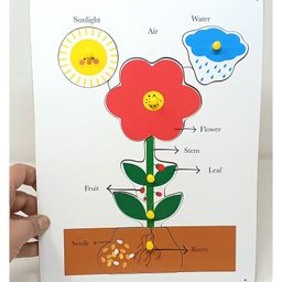 A&A Kreative Box Wooden Puzzle -Parts of a Plant-6Pc-24