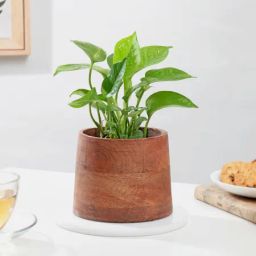 Stunning Money Plant And Wooden Planter-image-35