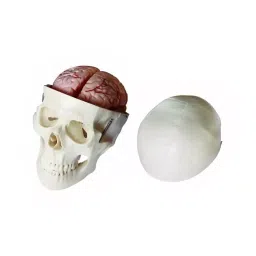 A-ONE SCIENCE Life Size Multicolor PVC Skull With 8 Part Brain AOSBM13-picture-26