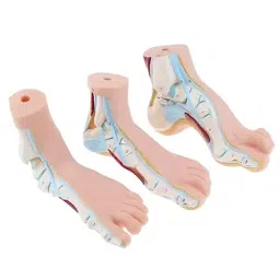 A-ONE SCIENCE Multicolor PVC Foot Anatomy Model AOSBM53 Pack of 3 Pcs-image-79