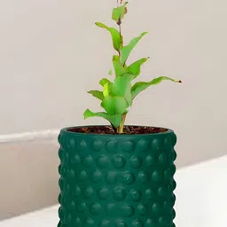 LASAKI Bubble Green Small Deep Jungle Ceramic Planters-image-41