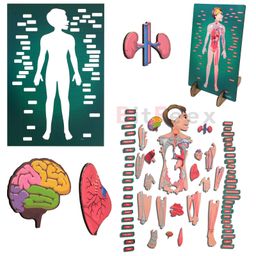 BitFeex Big Floor Body Part Puzzle Kids Human Body Wooden Floor Puzzle - 60+ Pieces-28