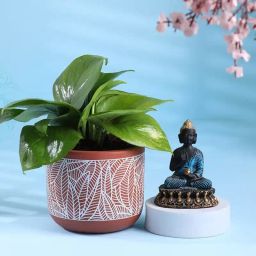 Money Plant In Leaf Terracotta Pot N Buddha Idol-25