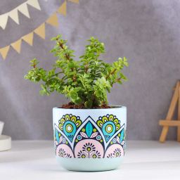 Jade Plant In Rangoli Terracotta Pot-image-34