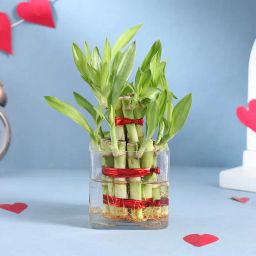 Beautiful 2 Layer Lucky Bamboo Plant-image-75