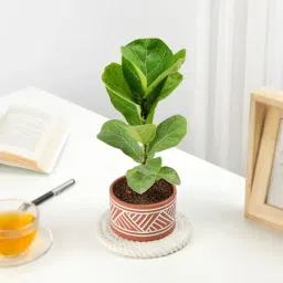 Fiddle Leaf Fig In Desert Lines Pot image 3
