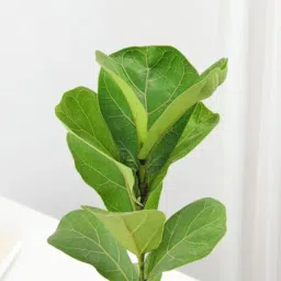 Fiddle Leaf Fig In Desert Lines Pot image 4