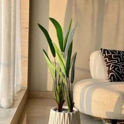 Mason Home Green Slim Travellers Palm Tree - 3.5 Feet-image-39