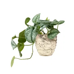 ORILEY Metal Flower Pot Gamla Round Planter 12.5 x 14 cm Off-White-image-79