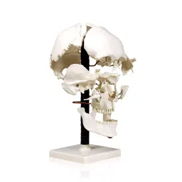 A-ONE SCIENCE Life Size White PVC Disarticulated Skull AOSBM11-picture-43
