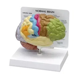 A-ONE SCIENCE Multicolor PVC Half Coloured Brain Model AOSBM84-picture-27
