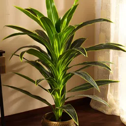 Elemntl Green 1 Pieces Dragon Tree With Pot-53