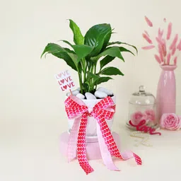 Elegant Peace lily with platter vase-image-66