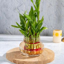 generic Flora solutions 2 Layer Bamboo Plant with Pot (2 layer) image 5