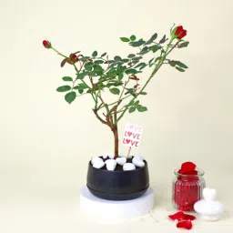 Romantic Red Rose Plant with planter-image-32