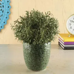 VarEesha Foliage Green Ceramic Planter Pot - Set of 1-47