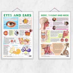 NOSE, THROAT, AND NECK chart and EYES AND EARS chart combo of 2 chart A detailed anatomical representation of the Nose, Throat, and Neck.-84