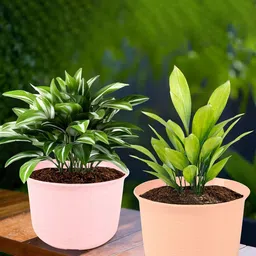 Kuber Industries 2-Pcs Pink & Peach-Colored Durable Planter with plate-19