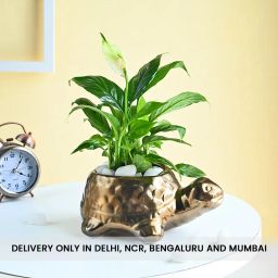 Peace Lily Plant In Turtle Shape Pot-image-7