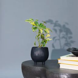 Muun Home Black Fiber-Glass Aden Organic Planter (Small)-47