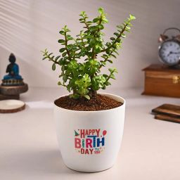 Jade Plant In Happy Birthday Pot-image-81