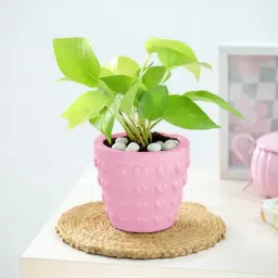Money Plant In Concrete Heart Planter-image-60