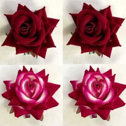 4 pcs Combo Stylish Maroon & Multicolour Artificial hair Rose Flower/ Hair Clip Bun Clip-image-90