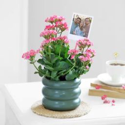 Kind Like Kalanchoe-image-21