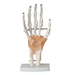 A-ONE SCIENCE White and Orange PVC Hand And Joint Model With Ligaments AOSBM45-8