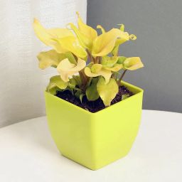Xanadu Philodendron Plant Golden-image-18