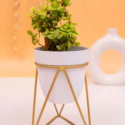 VoiDrop White & Gold Table Planters WithStand image 5
