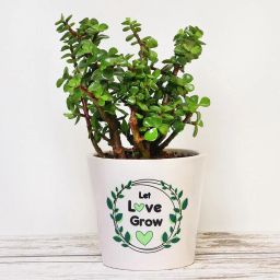 Jade Plant In Printed Vase-image-26