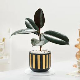 Elegant Rubber Plant And Gold Strip Pot-image-2