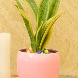 Sone Key Chidiya Home & Outdoor Planter-image-34