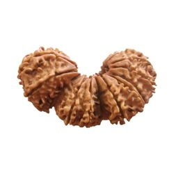 Trijuti Rudraksha Original Certified Brahma Vishnu Mahesh Rudraksha त्रिजुटी रुद्राक्ष Nepali Rudraksha Loose Beads त्रिभागि रुद्राक्ष Genuine Gauri Path Rudraksha Pendant by SreeGems image 1