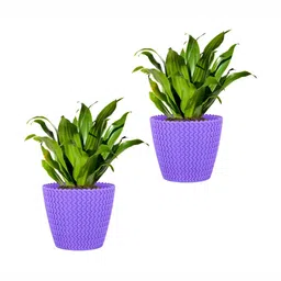 GARDEN'S NEED Purple 2 Pieces Textured Planters-14