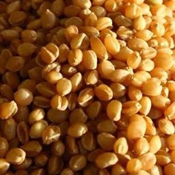 Wheat Seed-image-12