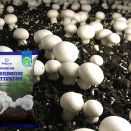 Organic Soilless Mushroom Grow Mix – 100% Natural Soil-image-40