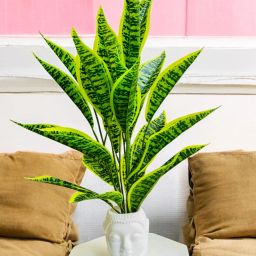 Artificial Money Plant Leaves in Bhuddha Pot Pefect Decor for Home Bonsai Wild Artificial Plantwith Pot-image-5