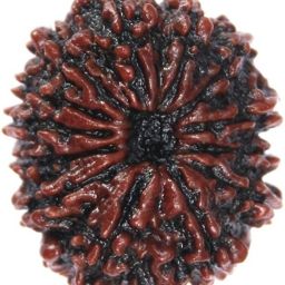 13 Mukhi Rudraksha Beads Original Natural Thirteen Faces Rudraksha Astrological Purpose Beads Wood-image-75